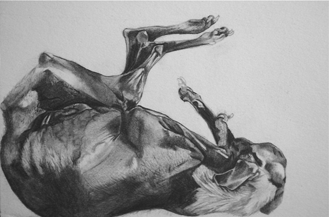 Decomposing Dog (Detail)