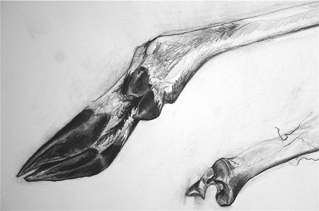 Deer Leg 3 (Detail)
