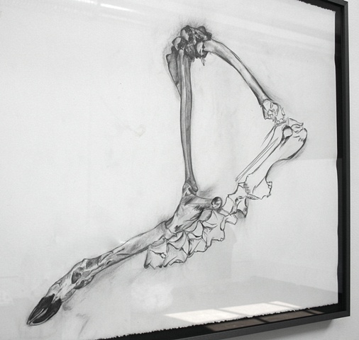 Deer Leg 4