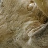 Animals as Sympathizers (Detail)