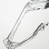 Deer Leg 2 