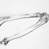 Deer Leg 3