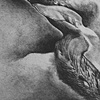Fawn (Detail)