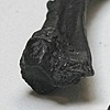 Bones left by turkey vultures and dogs (Detail)