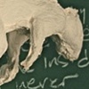 Road Kill and Childhood Stories (Detail)