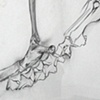 Deer Leg 4