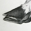 Deer Leg 1 (Detail)
