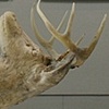 Buck