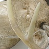 Animals as Sympathizers (Detail)