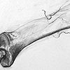 Deer Leg 3 (Detail)