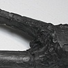 Bones left by turkey vultures and dogs (Detail)