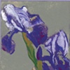 Card - Irises in Vase