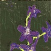 Card - Larkspur