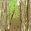 Card - Among Giants