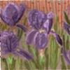 Card - Irises