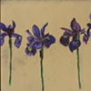 Rock Irises