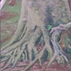 Beech Tree