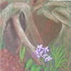 Wild Phlox
