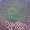 Yucca