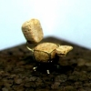 2004 DWR Champagne Contest Winner - "Tuffet Chair"