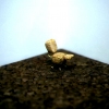 Champagne Chair Contest Winner