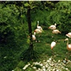 Flamingos