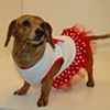 Modeling dog clothes at Hyde Bark