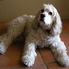 Spencer