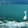 Bird at the ocean