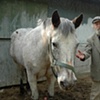 Gordon and his horse