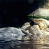 Otter