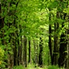 Backyard path