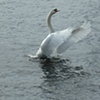 Flapping swan, Michigan