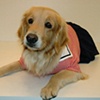 Modeling dog clothes at Hyde Bark