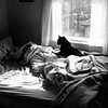 Mishkin on bed