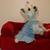 Hyde Bark sells dog clothes, as modeled by Zoe
