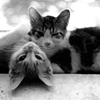 Siblings