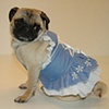 Modeling dog clothes at Hyde Bark