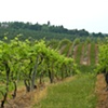 Michigan Orchard