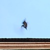 Vuelo 1