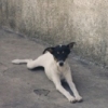 Perrito, San Juan de Oriente