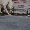 Esquina bebida