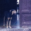 Perro esperando