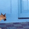 un perrito con puerta azul