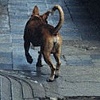 Perro corriendo hacia parque central