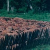 roof tiles