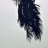 plam tree, wind