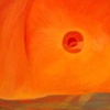 Body Landscape