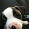 Stray Rescue