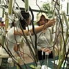 Willow project3